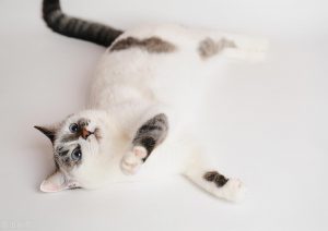 猫咪绝育要花多少钱?做好术前检查(图5)