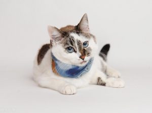 猫咪绝育要花多少钱?做好术前检查(图4)