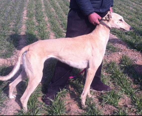 1个月左右格力犬怎么训练定点大小便?训练格力幼犬定点大小便的技巧(图1)