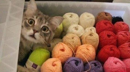 网友的猫咪,每次让人捧腹大笑(图1)