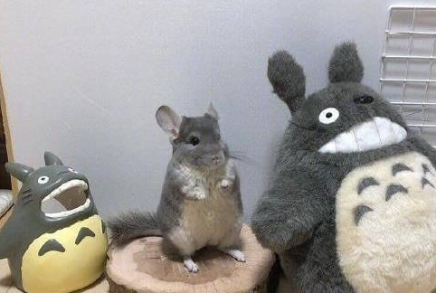 网友的猫咪,每次让人捧腹大笑(图2)