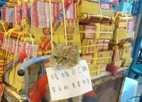 网友的猫咪,每次让人捧腹大笑(图3)