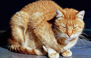 猫咪肠炎几天恢复?要采取一些紧急的办法加以控制,以防病情加重(图1)