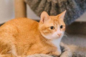 猫咪肠炎几天恢复?要采取一些紧急的办法加以控制,以防病情加重(图2)