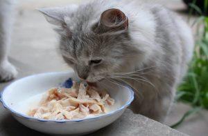 猫咪肠炎几天恢复?要采取一些紧急的办法加以控制,以防病情加重(图4)