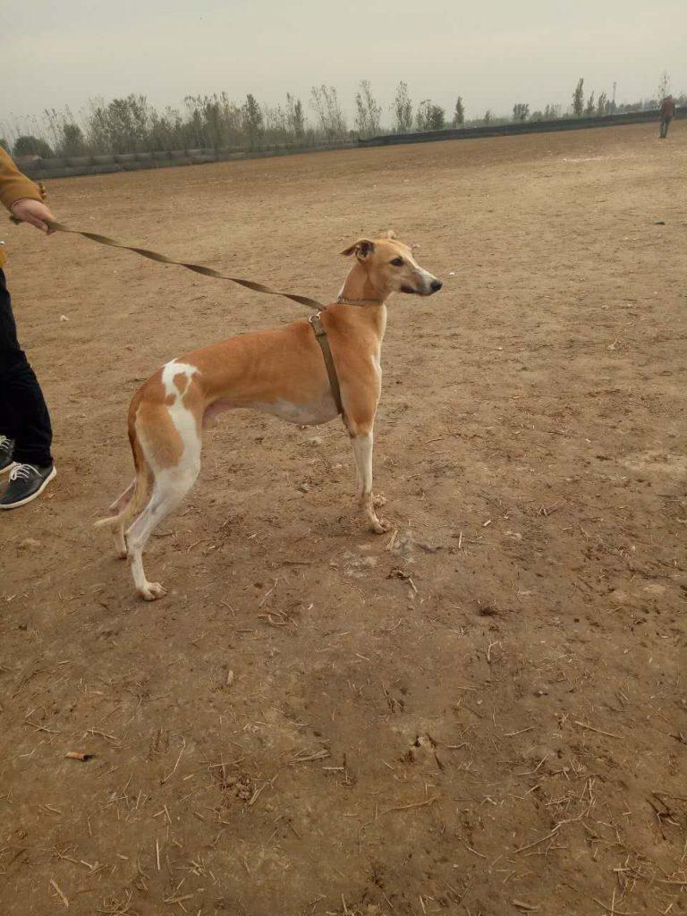 如何训练一只格力犬?亲自把格力犬训练成抓兔子的高手(图1)