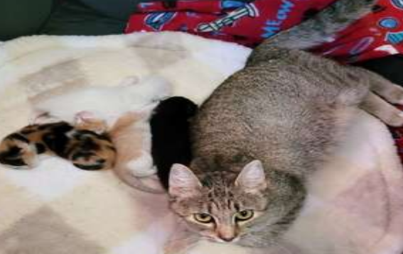 猫妈遭抛弃躺路边,志工掀开见小猫急帮接生(图2)