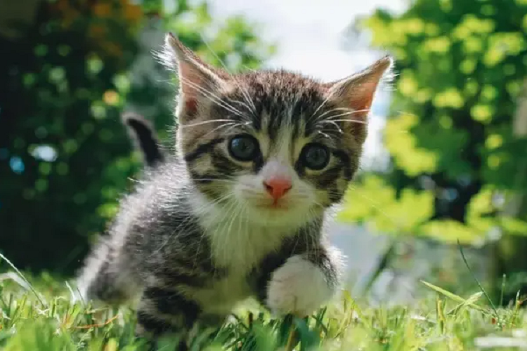 调皮的猫咪应该怎么训练?怎么训练猫咪才会听话?(图1)