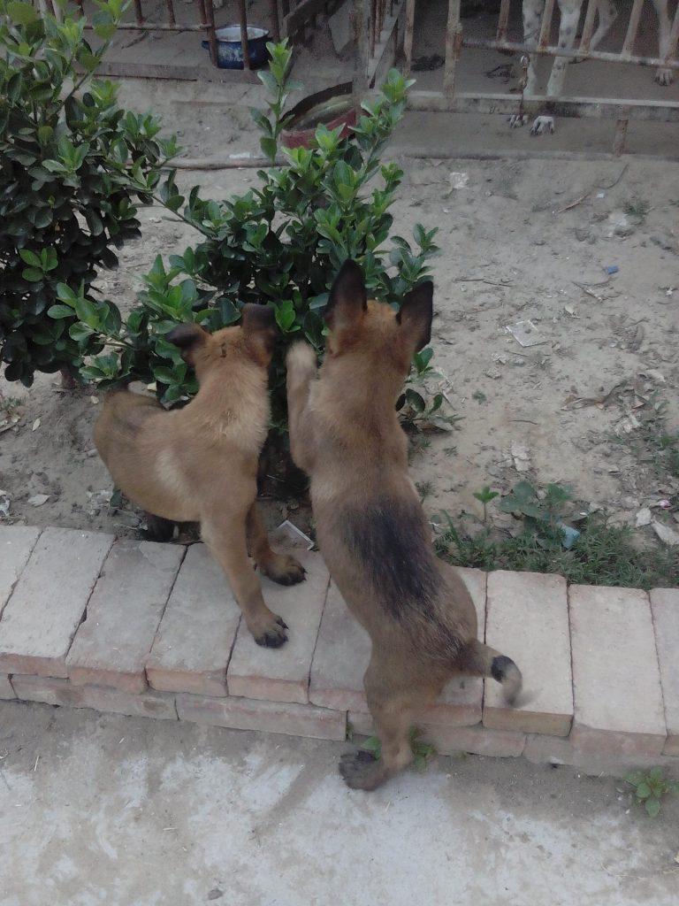 如何治疗狗狗螨虫?应该怎么样治疗狗狗的螨虫皮肤病?(图2)