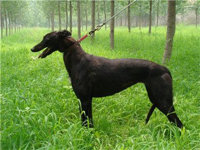 选购格力犬要注意哪些事项?挑选格力犬的三大要点和七大注意事项(图1)