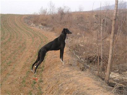 选购格力犬要注意哪些事项?挑选格力犬的三大要点和七大注意事项(图2)