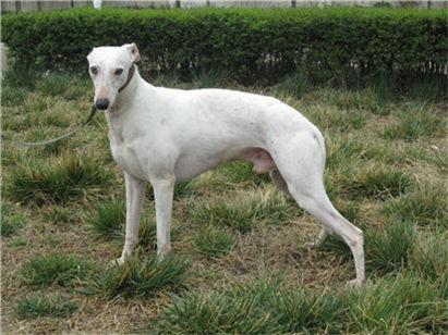 选购格力犬要注意哪些事项?挑选格力犬的三大要点和七大注意事项(图4)