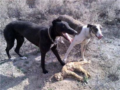 选购格力犬要注意哪些事项?挑选格力犬的三大要点和七大注意事项(图5)