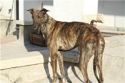 选购格力犬要注意哪些事项?挑选格力犬的三大要点和七大注意事项(图6)