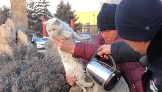 猫咪在假山上不动,路人一看赶紧叫众人救猫(图1)
