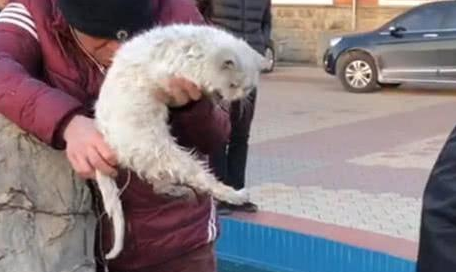 猫咪在假山上不动,路人一看赶紧叫众人救猫(图2)