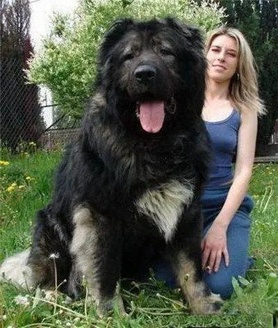 高加索犬的饲养方法如何?高加索犬的正确饲养方法(图1)