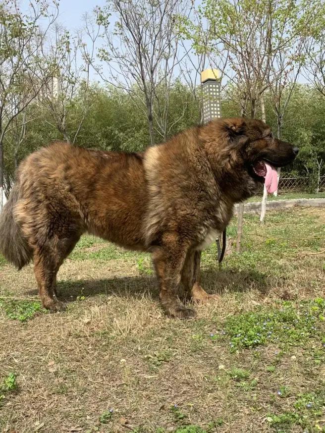 高加索犬的饲养方法如何?高加索犬的正确饲养方法(图2)