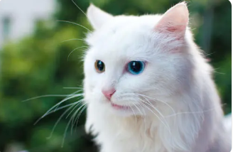 大连地铁让带猫吗 | 大连轨道交通条例 乘地铁快轨再“任性”将挨罚(图1)