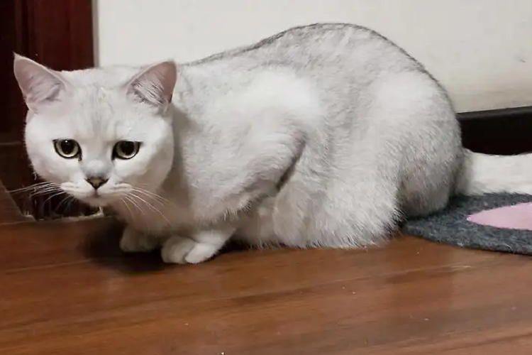 如何判断猫咪是否得了狂犬病?(图1)