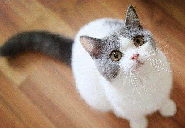 如何预防宠物中暑?宠物出现中暑症状应采取哪些紧急处理措施?(图2)