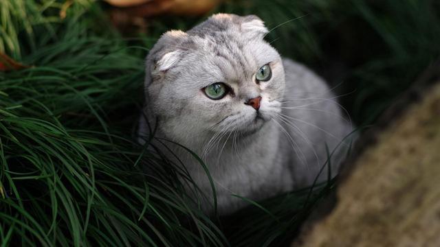 如何预防宠物中暑?宠物出现中暑症状应采取哪些紧急处理措施?(图4)