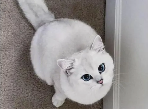 让孩子哭无泪的宠物 | 一只猫让自闭症小孩哭的稀里哗啦,这是人和动物间的真情流露(图1)