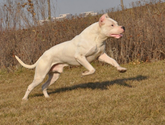 杜高犬怎么训练?杜高犬训练的最好时间是什么时候?(图3)