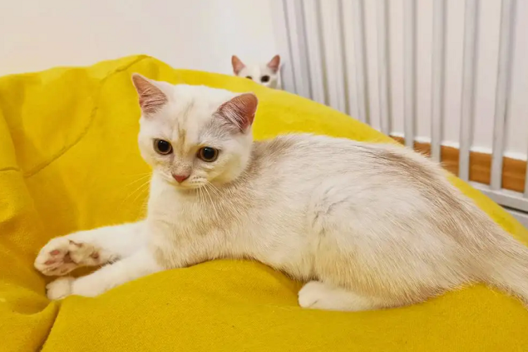 怎么选一只健康的小猫?怎么判断猫咪是否健康?(图1)