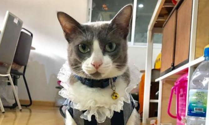 出差前把猫咪交给老妈照顾,回来时傻眼了,这猫过得比人还滋润!(图1)