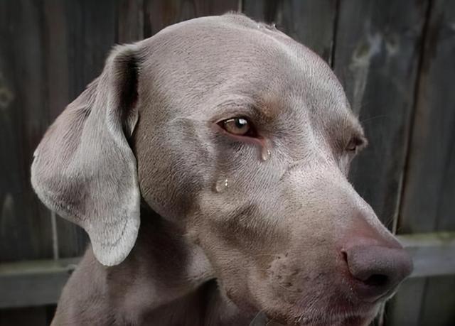 你家狗狗有经常不进食的情况吗?狗狗不进食的4大原因和解决办法(图2)