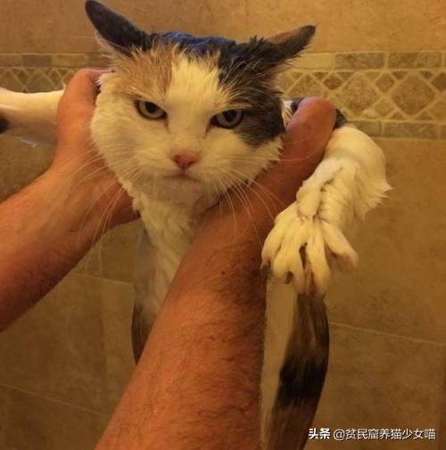 洗猫秘籍 | 学会这3招,变身洗猫高手(图2)