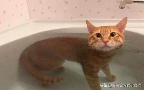 洗猫秘籍 | 学会这3招,变身洗猫高手(图3)