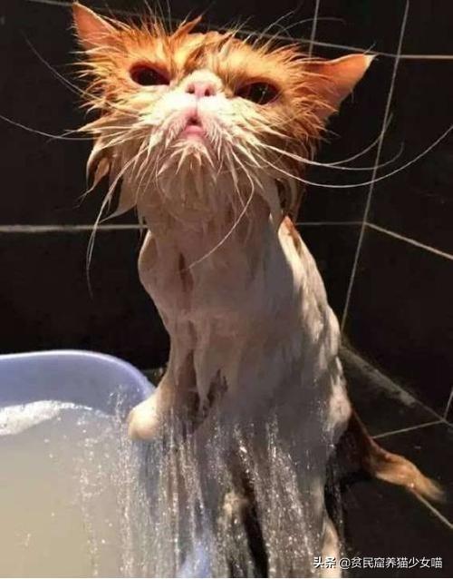 洗猫秘籍 | 学会这3招,变身洗猫高手(图5)