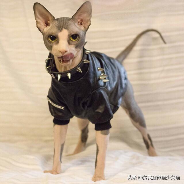 洗猫秘籍 | 学会这3招,变身洗猫高手(图6)