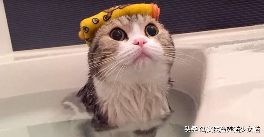 洗猫秘籍 | 学会这3招,变身洗猫高手(图7)