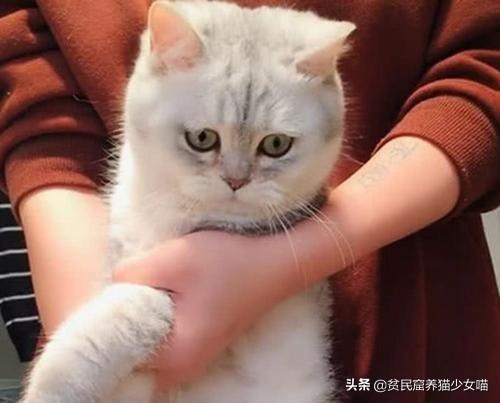 洗猫秘籍 | 学会这3招,变身洗猫高手(图8)