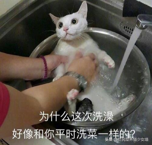 洗猫秘籍 | 学会这3招,变身洗猫高手(图9)
