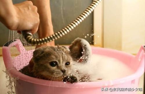 洗猫秘籍 | 学会这3招,变身洗猫高手(图11)