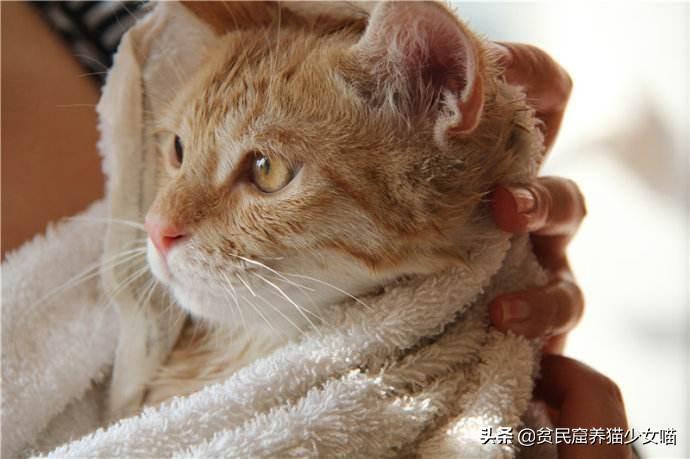 洗猫秘籍 | 学会这3招,变身洗猫高手(图13)