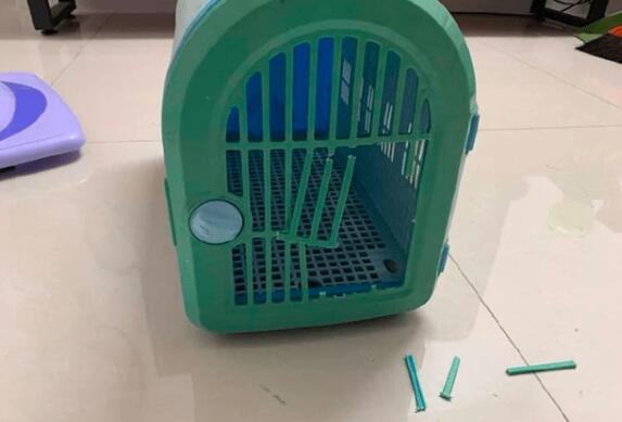 主人把猫关在笼里吹干毛发,它竟把门踢坏逃了出去,力气太大了吧(图1)