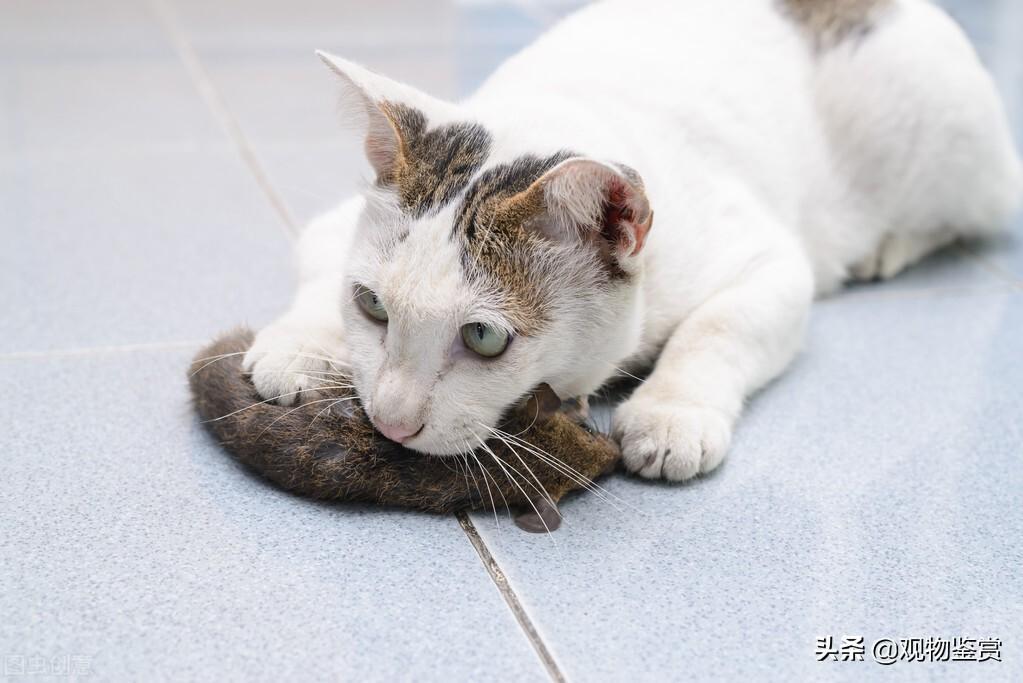小猫在屋里怎么样捉老鼠?小猫要多大才会捉老鼠?小猫是天生就会抓老鼠吗?(图1)
