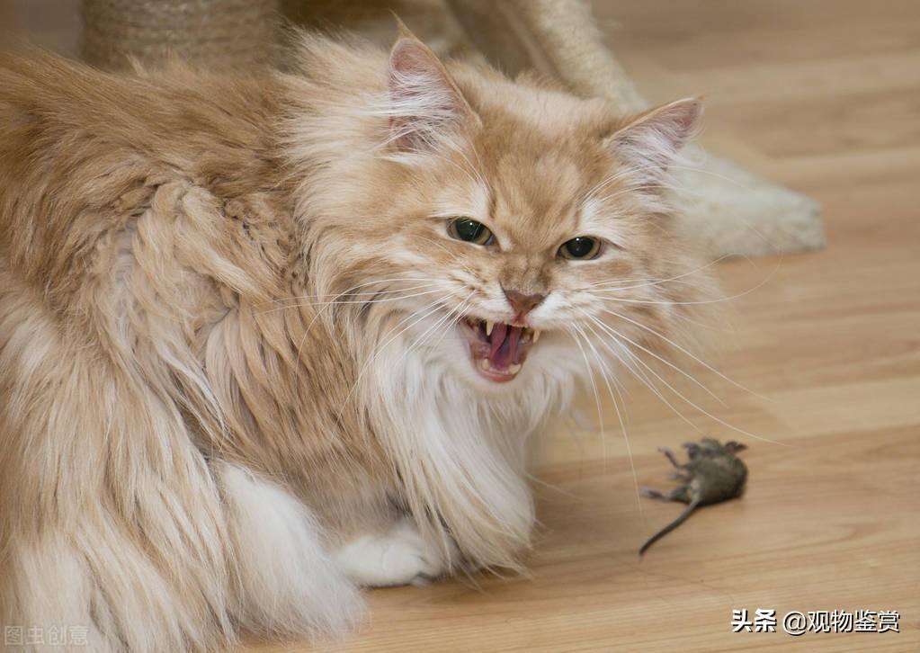 小猫在屋里怎么样捉老鼠?小猫要多大才会捉老鼠?小猫是天生就会抓老鼠吗?(图3)