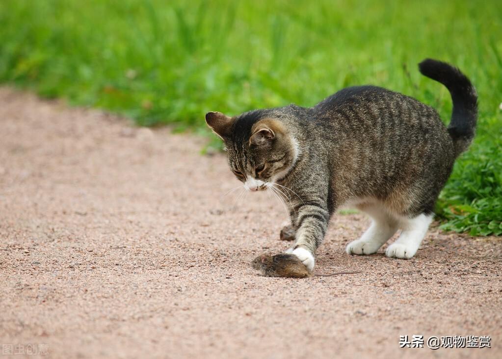 小猫在屋里怎么样捉老鼠?小猫要多大才会捉老鼠?小猫是天生就会抓老鼠吗?(图4)