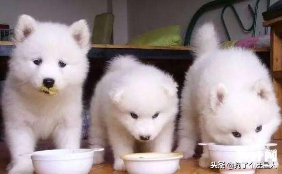 狗狗吃多了不舒服,家长应该怎么办?5点技巧帮助缓解!(图3)