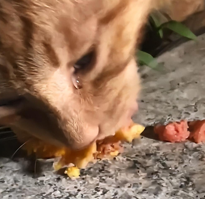 女子喂流浪猫吃东西,猫咪边吃边流着眼泪:应该是饿了很久了(图1)