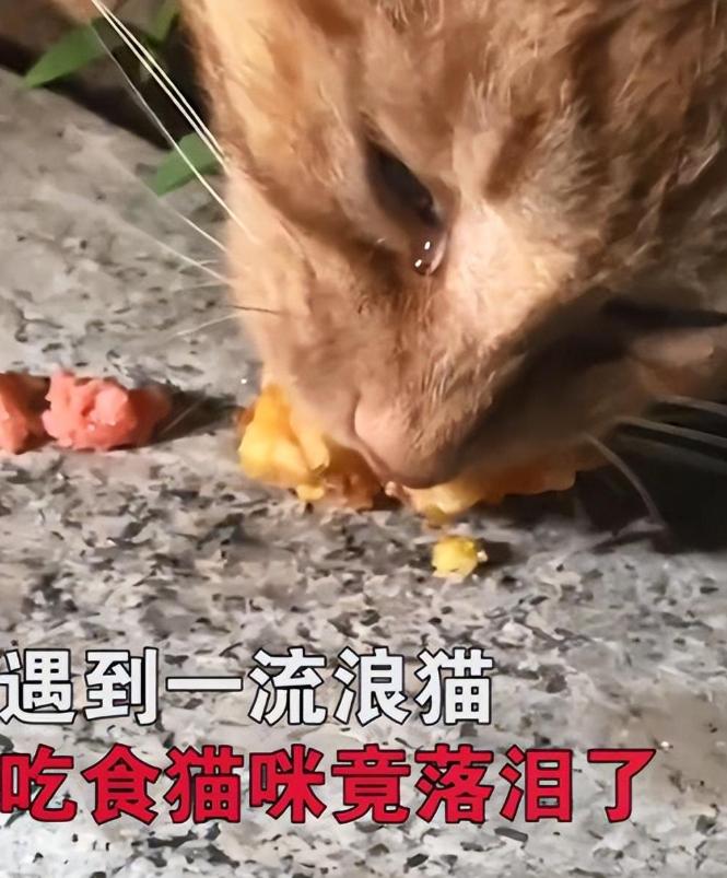 女子喂流浪猫吃东西,猫咪边吃边流着眼泪:应该是饿了很久了(图2)