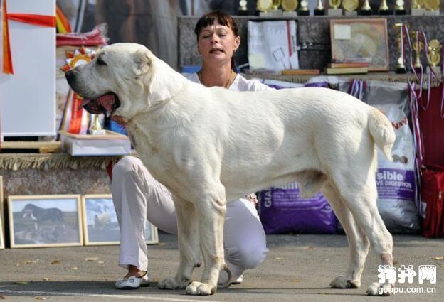 犬参加比赛前需要做好充分准备工作!参加犬展的10个准备工作(图1)