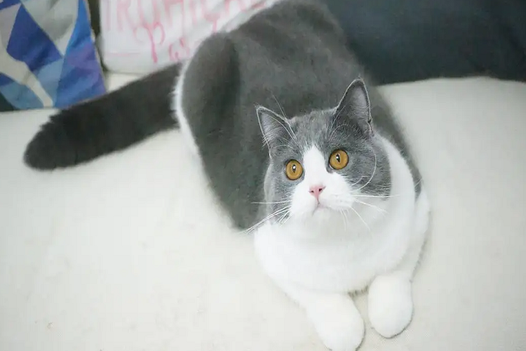 猫咪绝育前后要做什么准备?术后怎么护理?(图1)