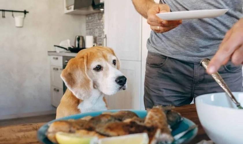 你家狗狗挑食吗?狗狗挑食的6个原因以及解决办法(图2)